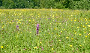 Dactylorhiza incarnata (Orchidaceae)  - Dactylorhize incarnat, Orchis incarnat, Orchis couleur de chair - Early Marsh-orchid Cote-d'Or [France] 30/05/2003 - 330m