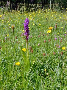 Dactylorhiza incarnata (Orchidaceae)  - Dactylorhize incarnat, Orchis incarnat, Orchis couleur de chair - Early Marsh-orchid Cote-d'Or [France] 30/05/2003 - 330m