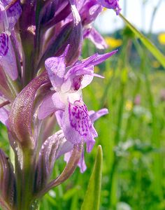 Dactylorhiza incarnata (Orchidaceae)  - Dactylorhize incarnat, Orchis incarnat, Orchis couleur de chair - Early Marsh-orchid Cote-d'Or [France] 30/05/2003 - 330m