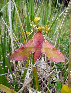 Deilephila porcellus (Sphingidae)  - Petit Sphinx de la Vigne - Small Elephant Hawk-moth Cote-d'Or [France] 31/05/2003 - 420m