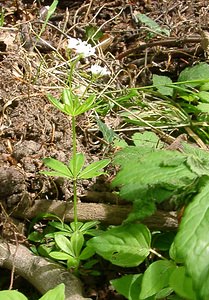 Galium odoratum (Rubiaceae)  - Gaillet odorant, Aspérule odorante, Belle-étoile, Muguet des dames, Thé suisse - Woodruff Seine-Maritime [France] 10/05/2003 - 170m