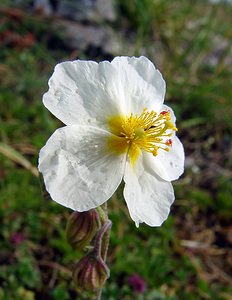 Helianthemum apenninum (Cistaceae)  - Hélianthème des Apennins - White Rock-rose Cote-d'Or [France] 31/05/2003 - 560m