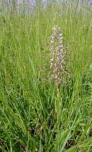 Himantoglossum hircinum (Orchidaceae)  - Himantoglosse bouc, Orchis bouc, Himantoglosse à odeur de bouc - Lizard Orchid Cote-d'Or [France] 30/05/2003 - 450m