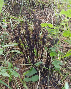 Hypopitys monotropa (Ericaceae)  - Monotrope sucepin, Sucepin, Hypopitys monotrope - Yellow Bird's-nest Aisne [France] 24/05/2003 - 100m