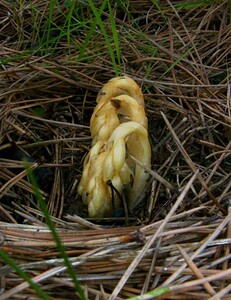 Hypopitys monotropa (Ericaceae)  - Monotrope sucepin, Sucepin, Hypopitys monotrope - Yellow Bird's-nest Aisne [France] 24/05/2003 - 100m