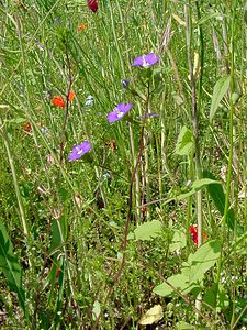 Legousia speculum-veneris (Campanulaceae)  - Légousie miroir-de-Vénus, Miroir-de-Vénus, Spéculaire miroir-de-Vénus - Large Venus's-looking-glass Cote-d'Or [France] 30/05/2003 - 440m