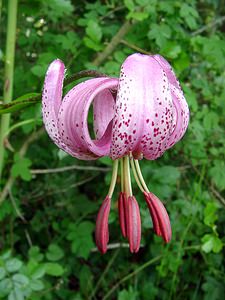 Lilium martagon (Liliaceae)  - Lis martagon, Lis de Catherine - Martagon Lily Cote-d'Or [France] 31/05/2003 - 560m