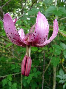 Lilium martagon (Liliaceae)  - Lis martagon, Lis de Catherine - Martagon Lily Cote-d'Or [France] 31/05/2003 - 560m