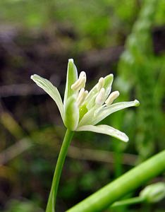 Loncomelos pyrenaicus (Asparagaceae)  - Ornithogale des Pyrénées, Aspergette - Spiked Star-of-Bethlehem Aisne [France] 25/05/2003 - 110m