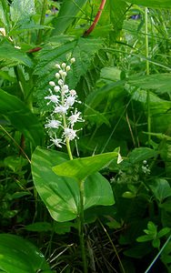 Maianthemum bifolium (Asparagaceae)  - Maïanthème à deux feuilles, Petit muguet à deux fleurs, Petit muguet - May Lily Cote-d'Or [France] 30/05/2003 - 380m