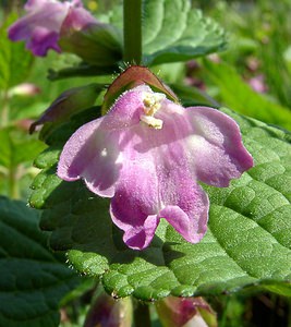 Melittis melissophyllum (Lamiaceae)  - Mélitte à feuilles de mélisse - Bastard Balm Cote-d'Or [France] 29/05/2003 - 520m