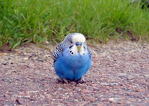 Melopsittacus undulatus (Psittaculidae)  - Perruche ondulée - Budgerigar Aisne [France] 25/05/2003 - 130mD'origine Australienne, sans doute ?chapp?e d'une cage voisine?