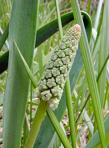 Muscari comosum (Asparagaceae)  - Muscari chevelu, Muscari à toupet, Muscari chevelu, Muscari à toupet - Tassel Hyacinth Aisne [France] 01/05/2003 - 110m