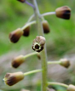 Muscari comosum (Asparagaceae)  - Muscari chevelu, Muscari à toupet, Muscari chevelu, Muscari à toupet - Tassel Hyacinth Aisne [France] 01/05/2003 - 110m