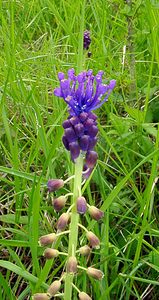 Muscari comosum (Asparagaceae)  - Muscari chevelu, Muscari à toupet, Muscari chevelu, Muscari à toupet - Tassel Hyacinth Aisne [France] 25/05/2003 - 110m