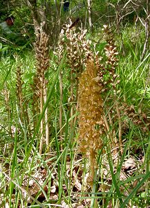 Neottia nidus-avis (Orchidaceae)  - Néottie nid-d'oiseau, Herbe aux vers - Bird's-nest Orchid Aisne [France] 25/05/2003 - 120m