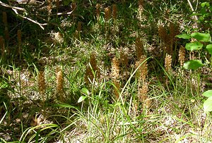 Neottia nidus-avis (Orchidaceae)  - Néottie nid-d'oiseau, Herbe aux vers - Bird's-nest Orchid Aisne [France] 25/05/2003 - 120m