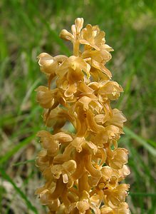 Neottia nidus-avis (Orchidaceae)  - Néottie nid-d'oiseau, Herbe aux vers - Bird's-nest Orchid Aisne [France] 25/05/2003 - 120m