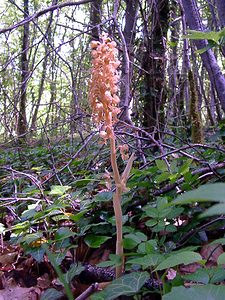 Neottia nidus-avis (Orchidaceae)  - Néottie nid-d'oiseau, Herbe aux vers - Bird's-nest Orchid Cote-d'Or [France] 30/05/2003 - 400m