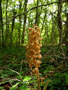 Neottia nidus-avis (Orchidaceae)  - Néottie nid-d'oiseau, Herbe aux vers - Bird's-nest Orchid Cote-d'Or [France] 30/05/2003 - 400m