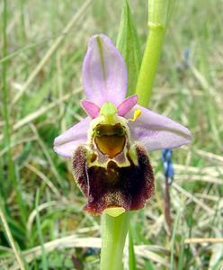 Ophrys fuciflora (Orchidaceae)  - Ophrys bourdon, Ophrys frelon - Late Spider-orchid Aisne [France] 01/05/2003 - 130m