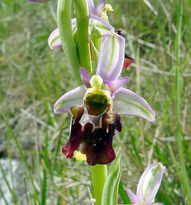 Ophrys fuciflora (Orchidaceae)  - Ophrys bourdon, Ophrys frelon - Late Spider-orchid Aisne [France] 01/05/2003 - 130m