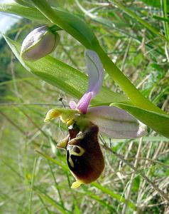 Ophrys fuciflora (Orchidaceae)  - Ophrys bourdon, Ophrys frelon - Late Spider-orchid Aisne [France] 01/05/2003 - 130m