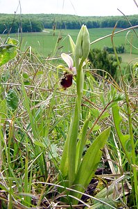 Ophrys fuciflora (Orchidaceae)  - Ophrys bourdon, Ophrys frelon - Late Spider-orchid Seine-Maritime [France] 10/05/2003 - 170m