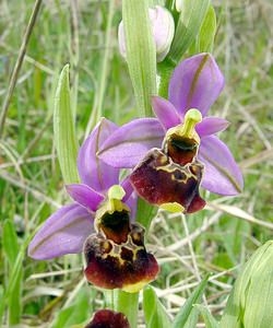 Ophrys fuciflora (Orchidaceae)  - Ophrys bourdon, Ophrys frelon - Late Spider-orchid Seine-Maritime [France] 10/05/2003 - 170m