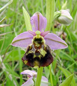 Ophrys fuciflora (Orchidaceae)  - Ophrys bourdon, Ophrys frelon - Late Spider-orchid Aisne [France] 25/05/2003 - 110m
