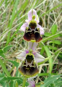 Ophrys fuciflora (Orchidaceae)  - Ophrys bourdon, Ophrys frelon - Late Spider-orchid Aisne [France] 25/05/2003 - 140m