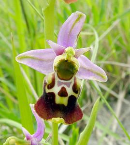 Ophrys fuciflora (Orchidaceae)  - Ophrys bourdon, Ophrys frelon - Late Spider-orchid Aisne [France] 25/05/2003 - 150m