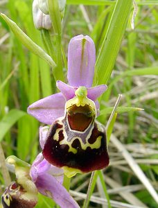 Ophrys fuciflora (Orchidaceae)  - Ophrys bourdon, Ophrys frelon - Late Spider-orchid Aisne [France] 25/05/2003 - 150m