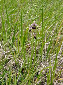 Ophrys fuciflora (Orchidaceae)  - Ophrys bourdon, Ophrys frelon - Late Spider-orchid Aisne [France] 25/05/2003 - 150m