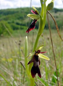 Ophrys insectifera (Orchidaceae)  - Ophrys mouche - Fly Orchid Aisne [France] 01/05/2003 - 130m