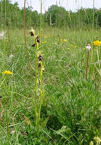 Ophrys insectifera (Orchidaceae)  - Ophrys mouche - Fly Orchid Cote-d'Or [France] 31/05/2003 - 560m