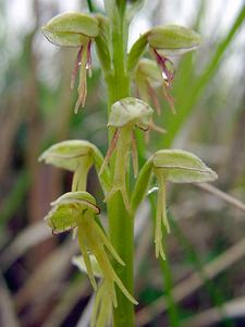 Orchis anthropophora (Orchidaceae)  - Acéras homme-pendu - Man Orchid Aisne [France] 24/05/2003 - 90m