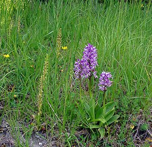 Orchis anthropophora (Orchidaceae)  - Acéras homme-pendu - Man Orchid Cote-d'Or [France] 29/05/2003 - 230m