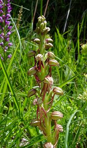 Orchis anthropophora (Orchidaceae)  - Acéras homme-pendu - Man Orchid Cote-d'Or [France] 29/05/2003 - 520m