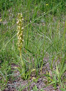 Orchis anthropophora (Orchidaceae)  - Acéras homme-pendu - Man Orchid Cote-d'Or [France] 29/05/2003 - 520m