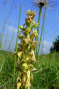 Orchis anthropophora (Orchidaceae)  - Acéras homme-pendu - Man Orchid Cote-d'Or [France] 29/05/2003 - 520m