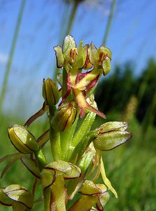Orchis anthropophora (Orchidaceae)  - Acéras homme-pendu - Man Orchid Cote-d'Or [France] 29/05/2003 - 520m