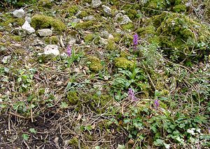 Orchis mascula (Orchidaceae)  - Orchis mâle - Early-purple Orchid Marne [France] 01/05/2003 - 200m