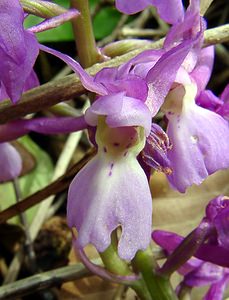 Orchis mascula (Orchidaceae)  - Orchis mâle - Early-purple Orchid Marne [France] 01/05/2003 - 200m