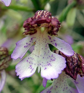 Orchis purpurea (Orchidaceae)  - Orchis pourpre, Grivollée, Orchis casque, Orchis brun - Lady Orchid Aisne [France] 01/05/2003 - 110m