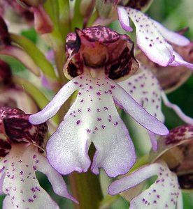 Orchis purpurea (Orchidaceae)  - Orchis pourpre, Grivollée, Orchis casque, Orchis brun - Lady Orchid Aisne [France] 01/05/2003 - 110m