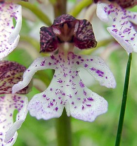 Orchis purpurea (Orchidaceae)  - Orchis pourpre, Grivollée, Orchis casque, Orchis brun - Lady Orchid Aisne [France] 01/05/2003 - 110m