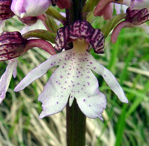 Orchis purpurea (Orchidaceae)  - Orchis pourpre, Grivollée, Orchis casque, Orchis brun - Lady Orchid Aisne [France] 01/05/2003 - 110m