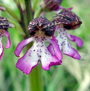 Orchis purpurea (Orchidaceae)  - Orchis pourpre, Grivollée, Orchis casque, Orchis brun - Lady Orchid Aisne [France] 01/05/2003 - 110m