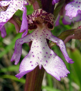 Orchis purpurea (Orchidaceae)  - Orchis pourpre, Grivollée, Orchis casque, Orchis brun - Lady Orchid Aisne [France] 01/05/2003 - 110m